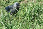 PICTURES/Scotland  Critters/t_Western jackdaw (5).JPG